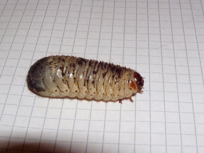 Larva di Cetoniidae:  cfr. Cetonischema aeruginosa